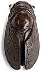 Cicada Wood Netsuke