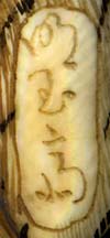 Meigyokusai Signature