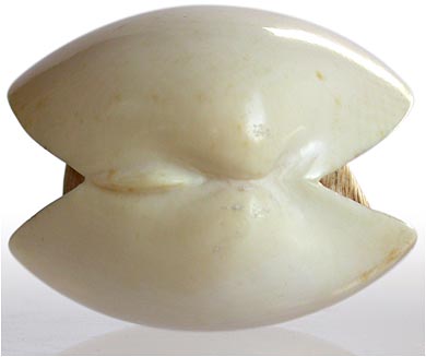 Ivory Clam Shell