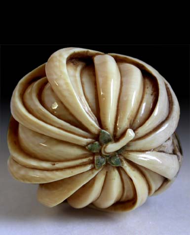 Sennin Chrysanthemum bottom view