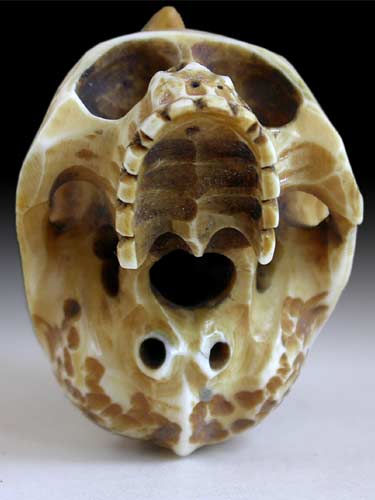 Snake on Skull Netsuke bottom